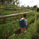 Los créditos de hasta $300 millones podrán quedar sin intereses.