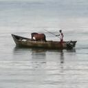 Buenaventura: un caballito de mar