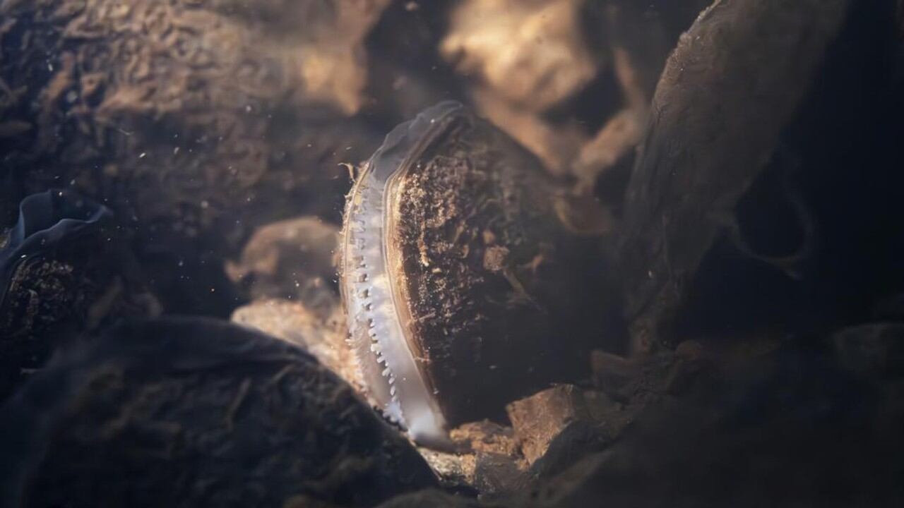 Estos discretos filtradores pueden vivir hasta 280 años gracias a su metabolismo extremadamente bajo, aunque la contaminación amenaza su supervivencia en ríos y arroyos.