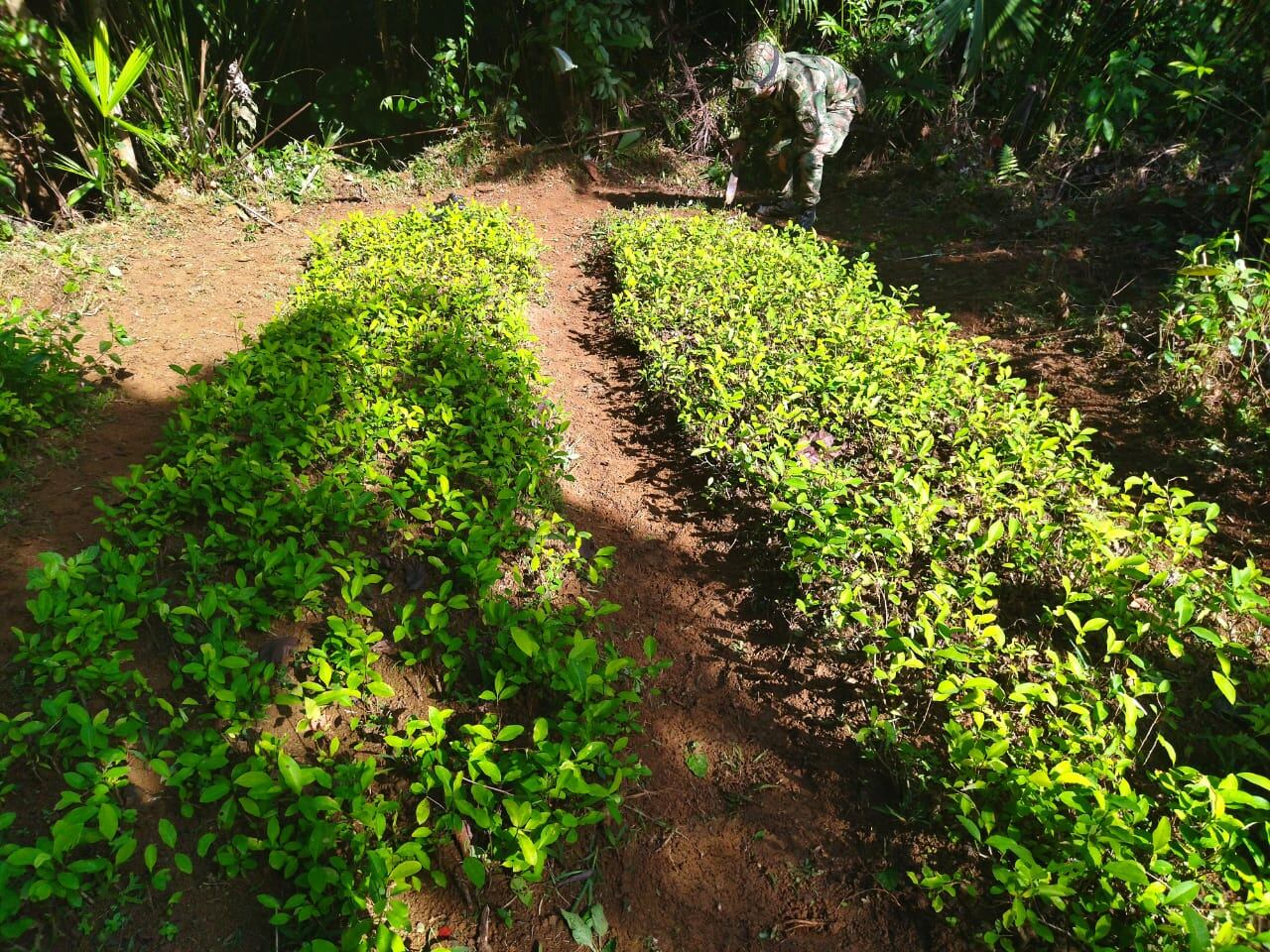 Las operaciones significan un golpe a las economías ilícitas en el Bajo Cauca antioqueño y sur de Córdoba