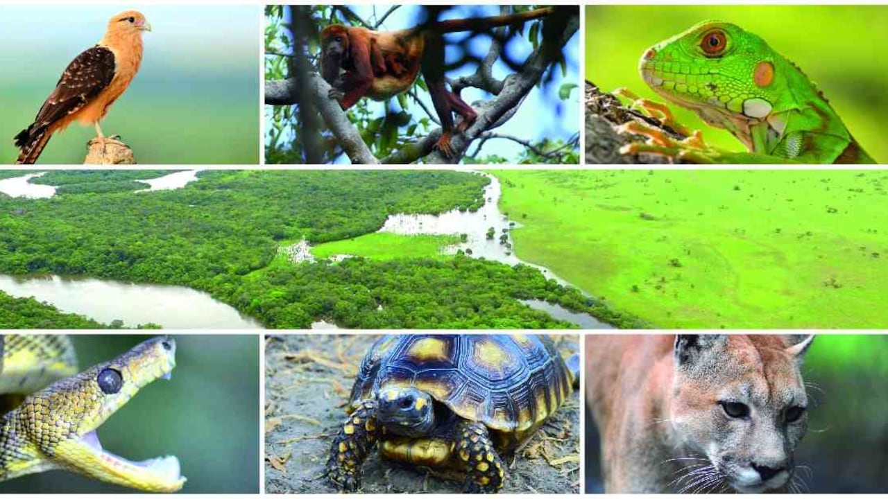 La pérdida de biodiversidad pone en riesgo la alimentación, la salud y el medio ambiente. Esta muestra es del río Bita en la Cuenca del Orinoco. Foto montaje: archivo/Semana