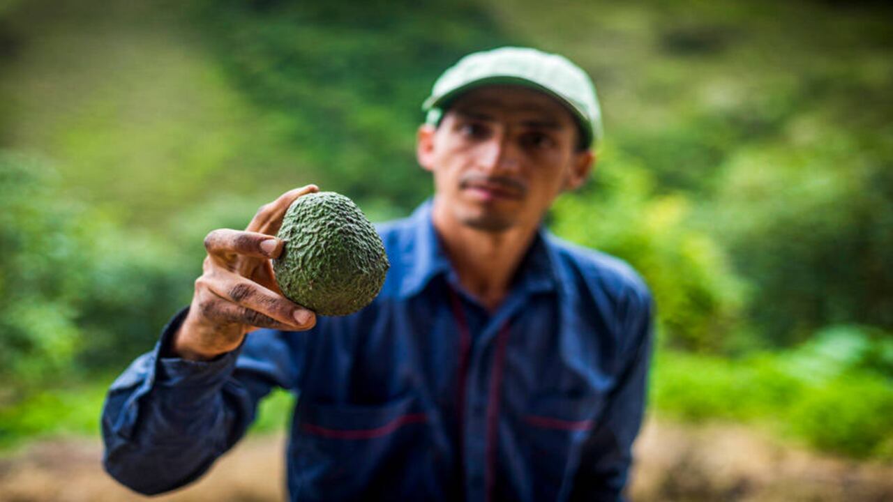 En 2017 la Federación de Productores de Aguacate del Tolima exportó a Europa 440.000 kilos de aguacate.