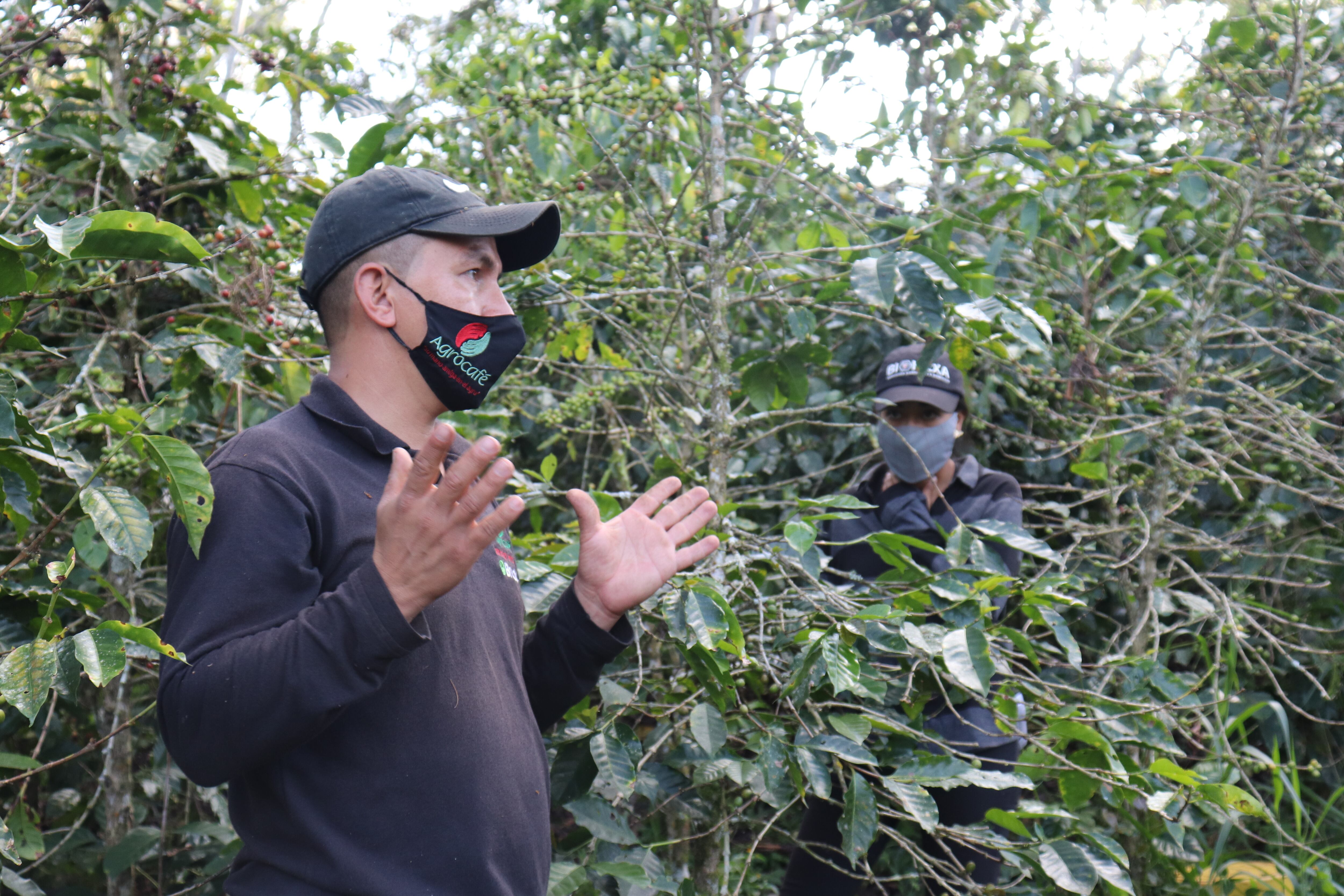 Biohexa tiene como objetivo formalizar a población migrante para trabajar en fincas cafeteras. Productores que necesitan alrededor de un millón de trabajadores para más de un millón de hectáreas de fincas cafeteras en los departamentos, según cifras de la Federación Nacional de Cafeteros (FNC).