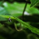 Los mosquitos están activos durante el día, muestran un comportamiento agresivo de morder a humanos y prefieren vivir cerca de personas y animales para picar