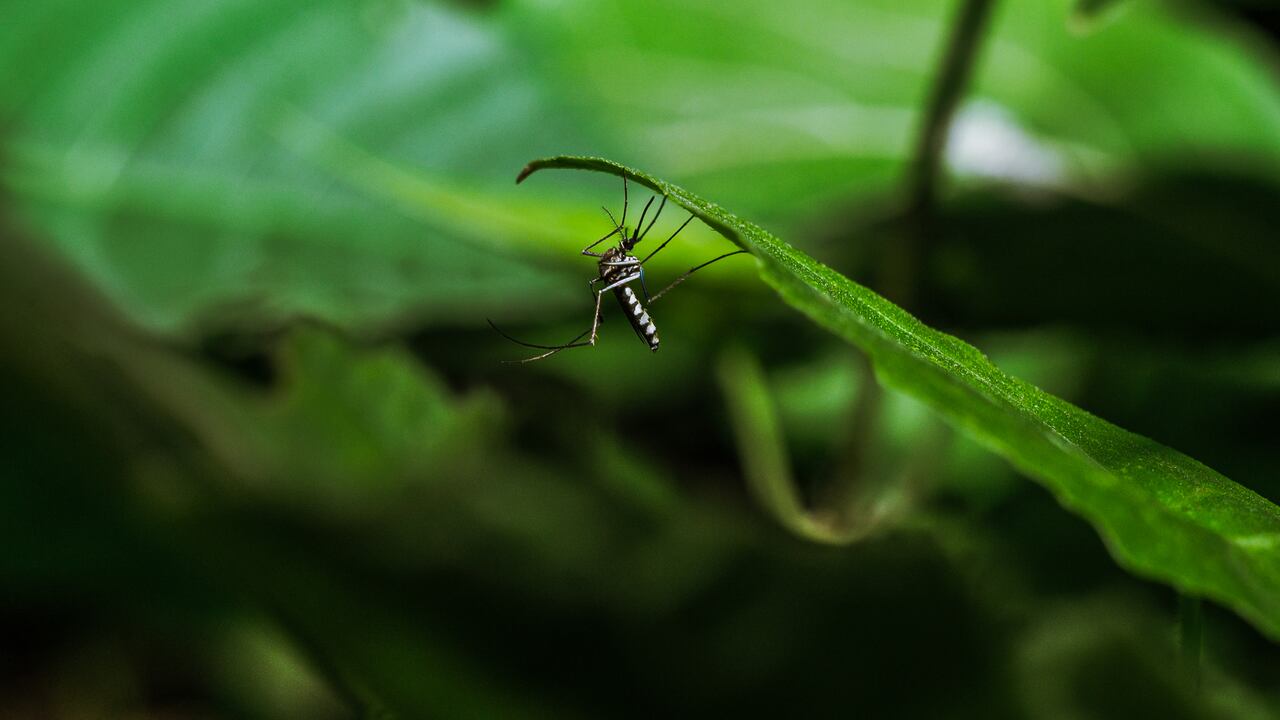 Los mosquitos están activos durante el día, muestran un comportamiento agresivo de morder a humanos y prefieren vivir cerca de personas y animales para picar