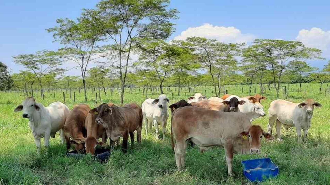 La ganadería sostenible hace parte de los proyectos de responsabilidad social más importantes de Grupo Éxito