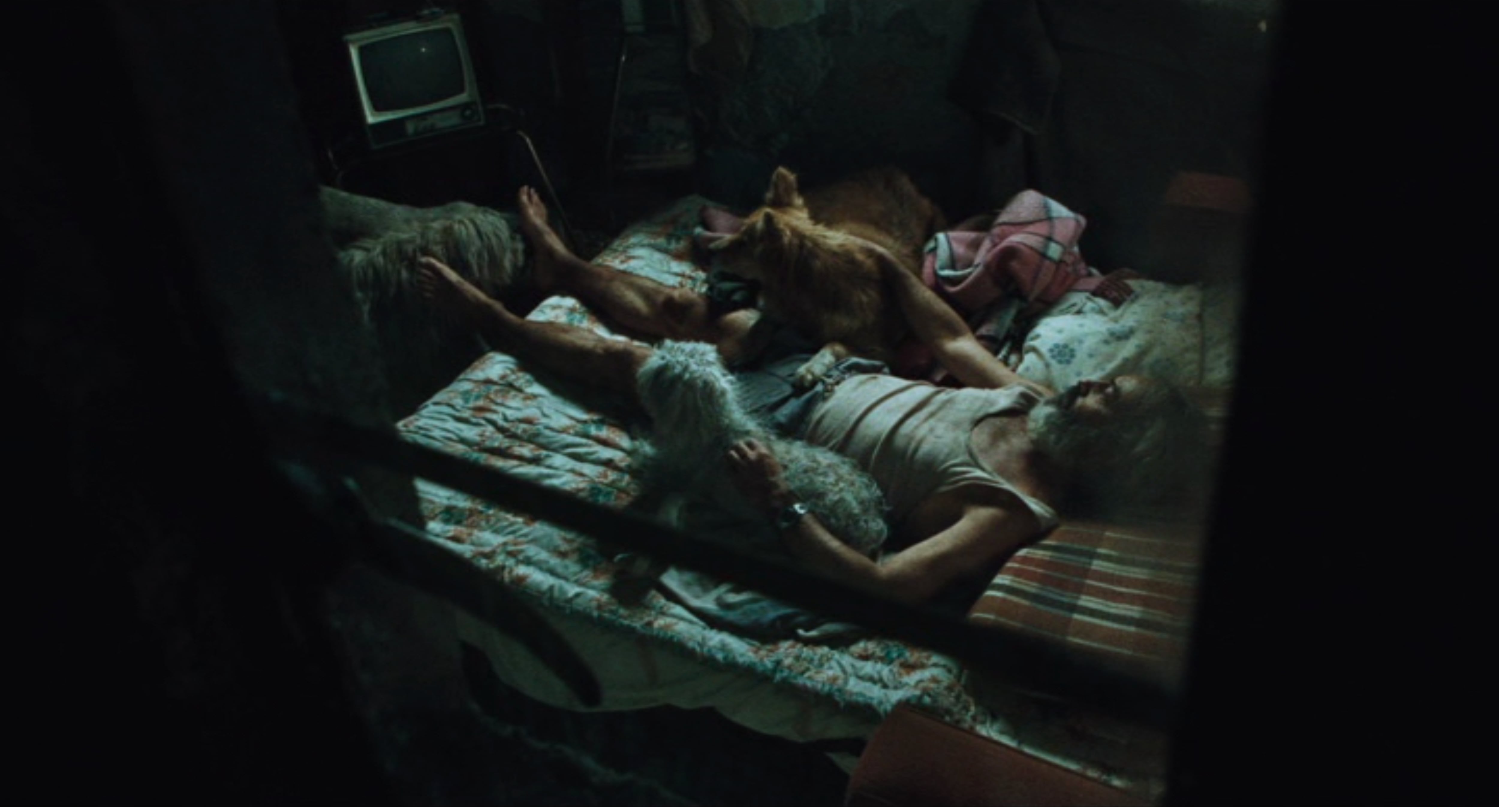 Amores Perros de Alejandro González Iñárritu cumple 25 años y regresa a las salas de cine, así podrá ver la película en Colombia