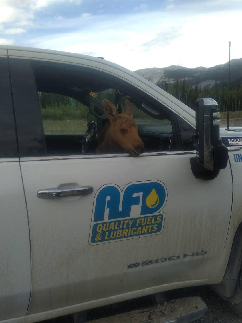 El alce fue puesto el un centro de conservación silvestre hasta que crezca para dejarlo en libertad.