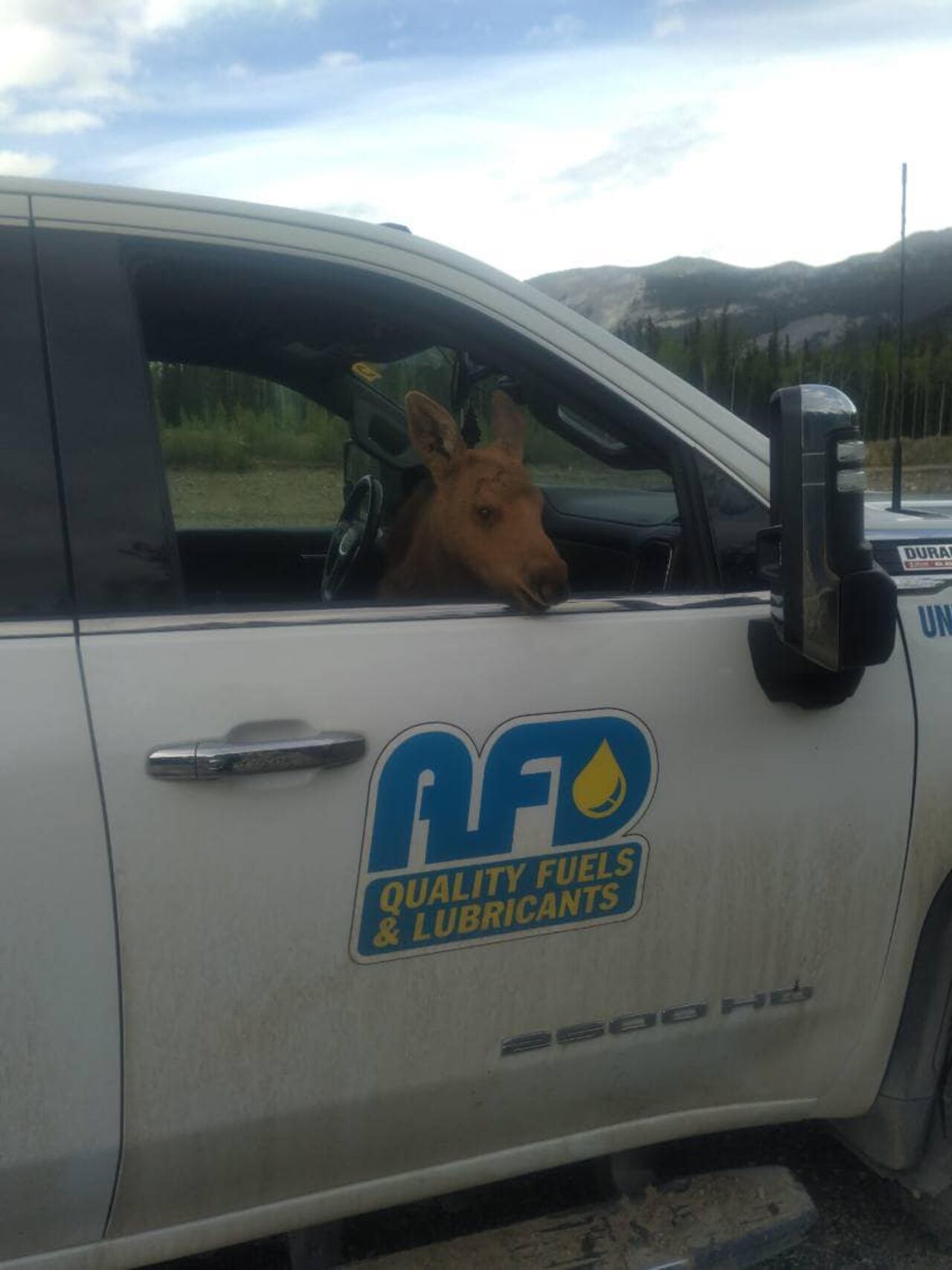 El alce fue puesto el un centro de conservación silvestre hasta que crezca para dejarlo en libertad.
