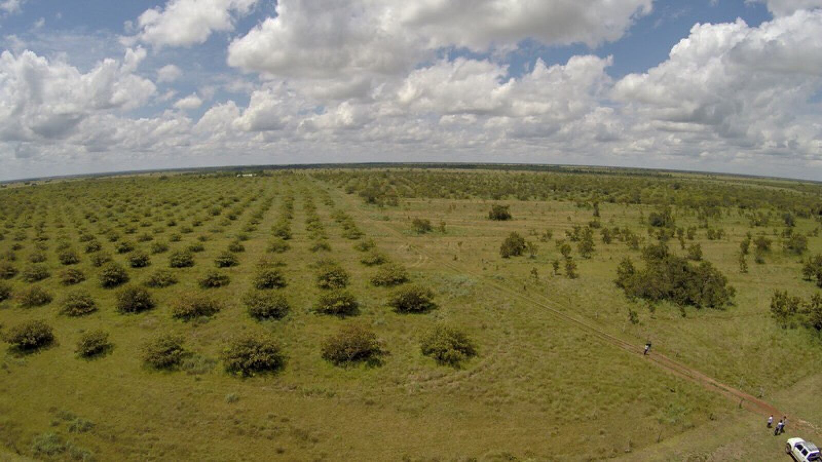 Desde Fedegán explican cómo la compra de tierras puede ayudar a la transición de una ganadería más sostenible.