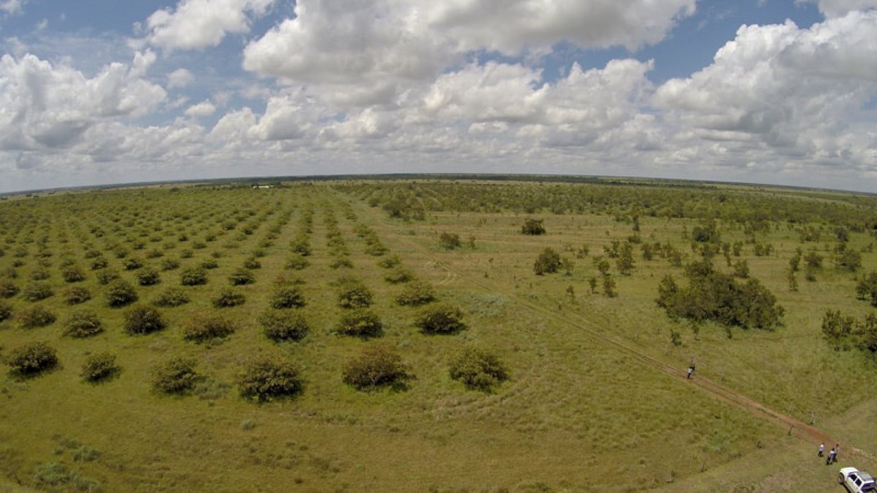 Entre la presencia de la agroindustria, el acaparamiento de tierra para ganadería y las condiciones de acceso, la Orinoquia se ha posicionado como la despensa principal del país.