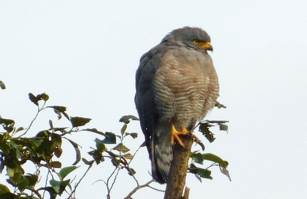 Colombia cuenta con más de 1.921 especies de aves. Algunas de las más representativas son el cóndor andino, el colibrí, el loro orejiamarillo, el águila arpía, el quetzal dorado o fúlgido, la oropéndola chocoana, el carpinterito colombiano y el cucarachero de Santa Marta. Foto: Gavilán común - Cortesía Alcaldía de Sutatausa.