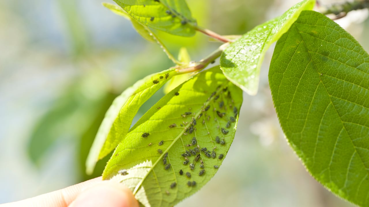 Las plagas pueden ser uno de los mayores problemas en las plantas.