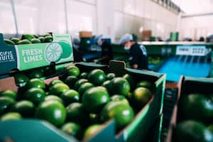 Centro de empaque de aguacate hass