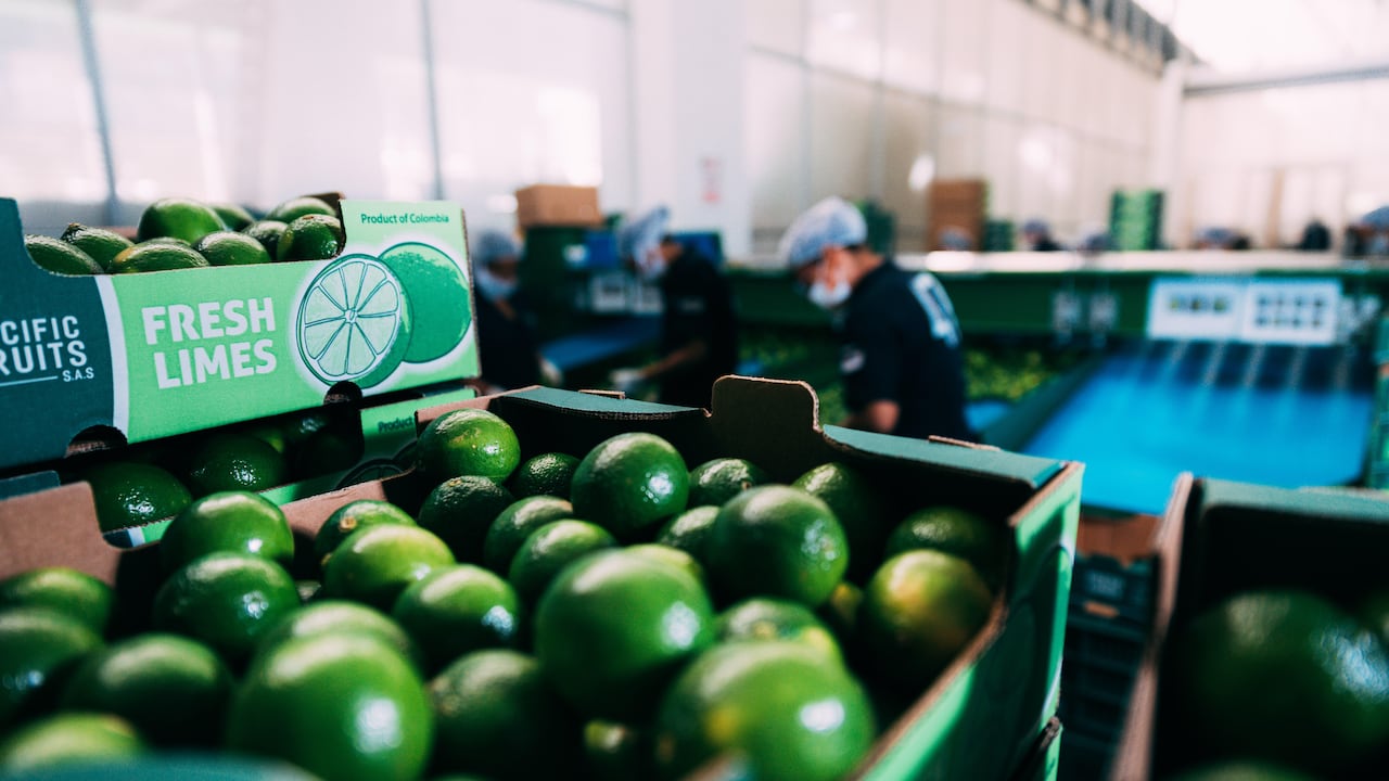 Centro de empaque de aguacate hass