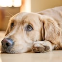 Los perros reducen los niveles de estrés.