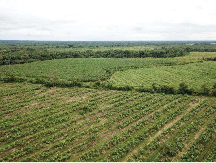 Cultivo de plátano orgánico