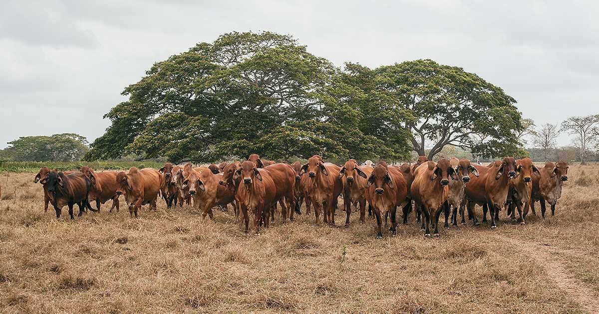La ganadería es una de las actividades que más genera emisiones de gases de efecto invernadero en Montería. 