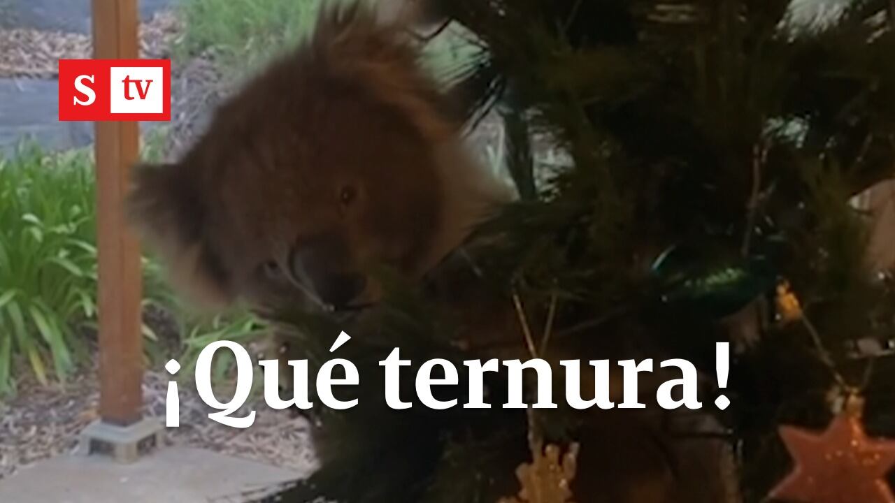Koala en árbol de navidad