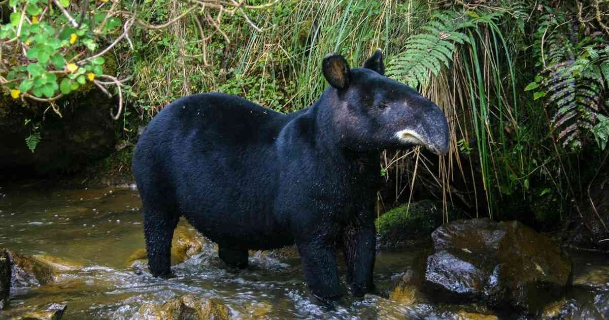 La danta de montaña es una de las tantas especies en peligro de extinción por la mano del hombre. Foto:  Diego Lizcano.