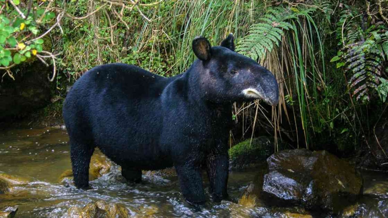 La danta de montaña es una de las tantas especies en peligro de extinción por la mano del hombre. Foto: Diego Lizcano.
