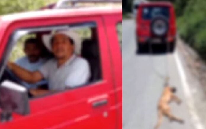 El maltrato animal incurre en una pena prisión de 12 a 36 meses.