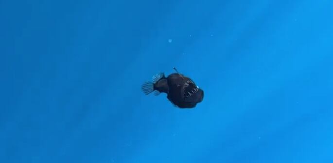 El pez tiene una gran capacidad para tragar presas más grandes que él.