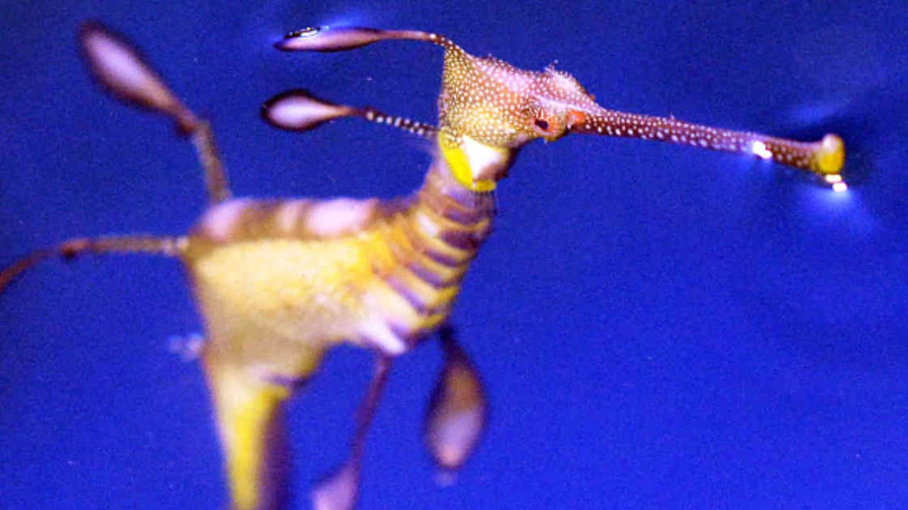 Los dragones de mar son nativos de Australia, país en el que gozan de una protección espacial que prohíbe, por ejemplo, cazarlos. Foto: Getty Images.