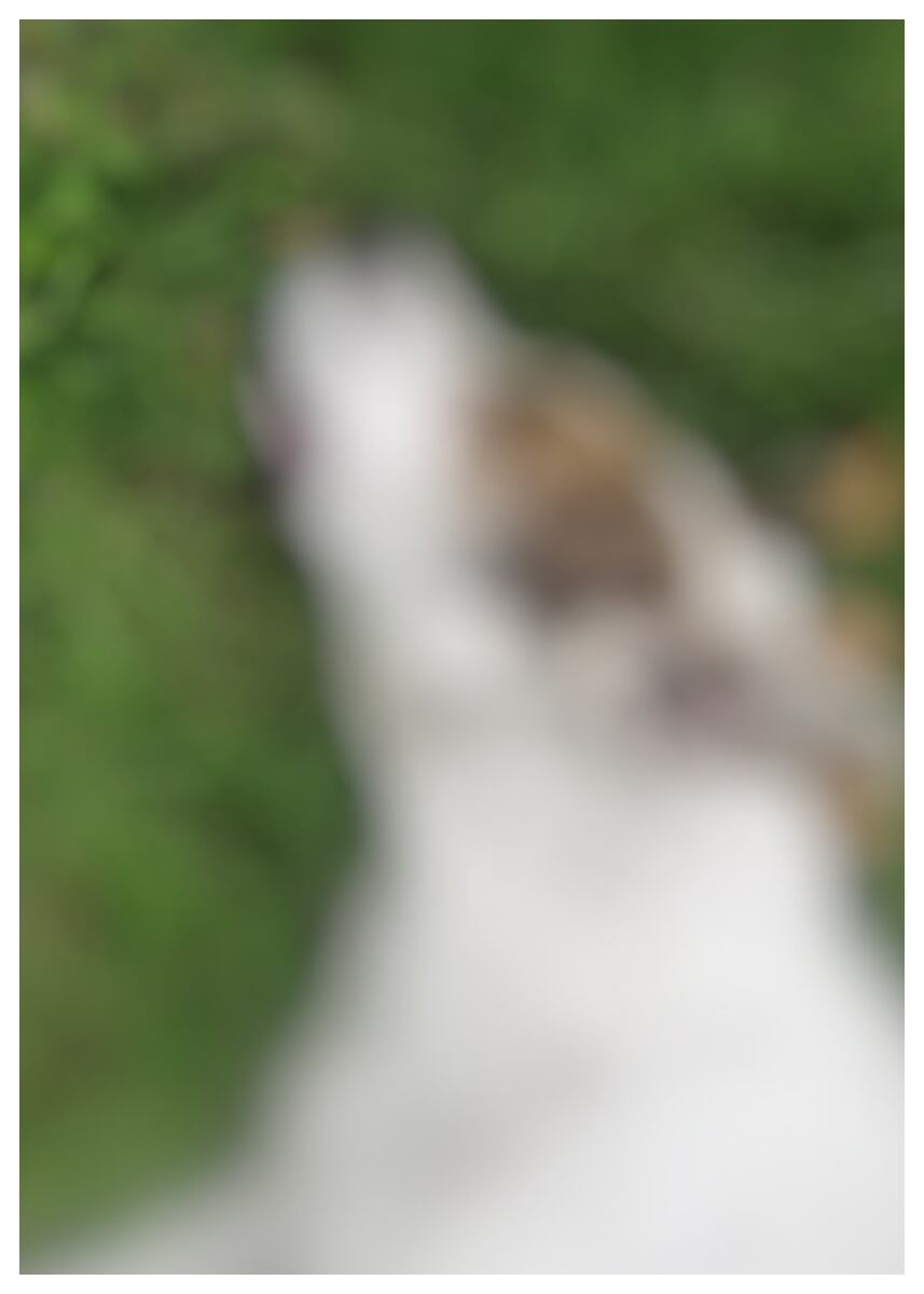 Dominique perrito atropellado en el Barrio Mandalay