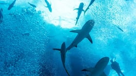 Tiburones de arrecife del Caribe fueron hallados con cocaína, cafeína y analgésicos en sus organismos.