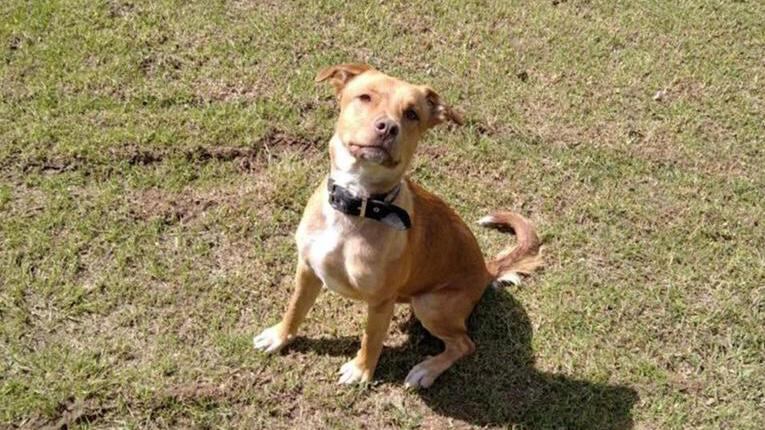 Así luce Canelo luego de su adopción por el médico veterinario que le salvó la vida.