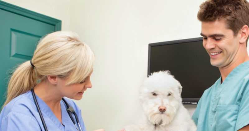 Cada mes hay jornadas de esterilización gratis en algunos sectores de Bogotá. 