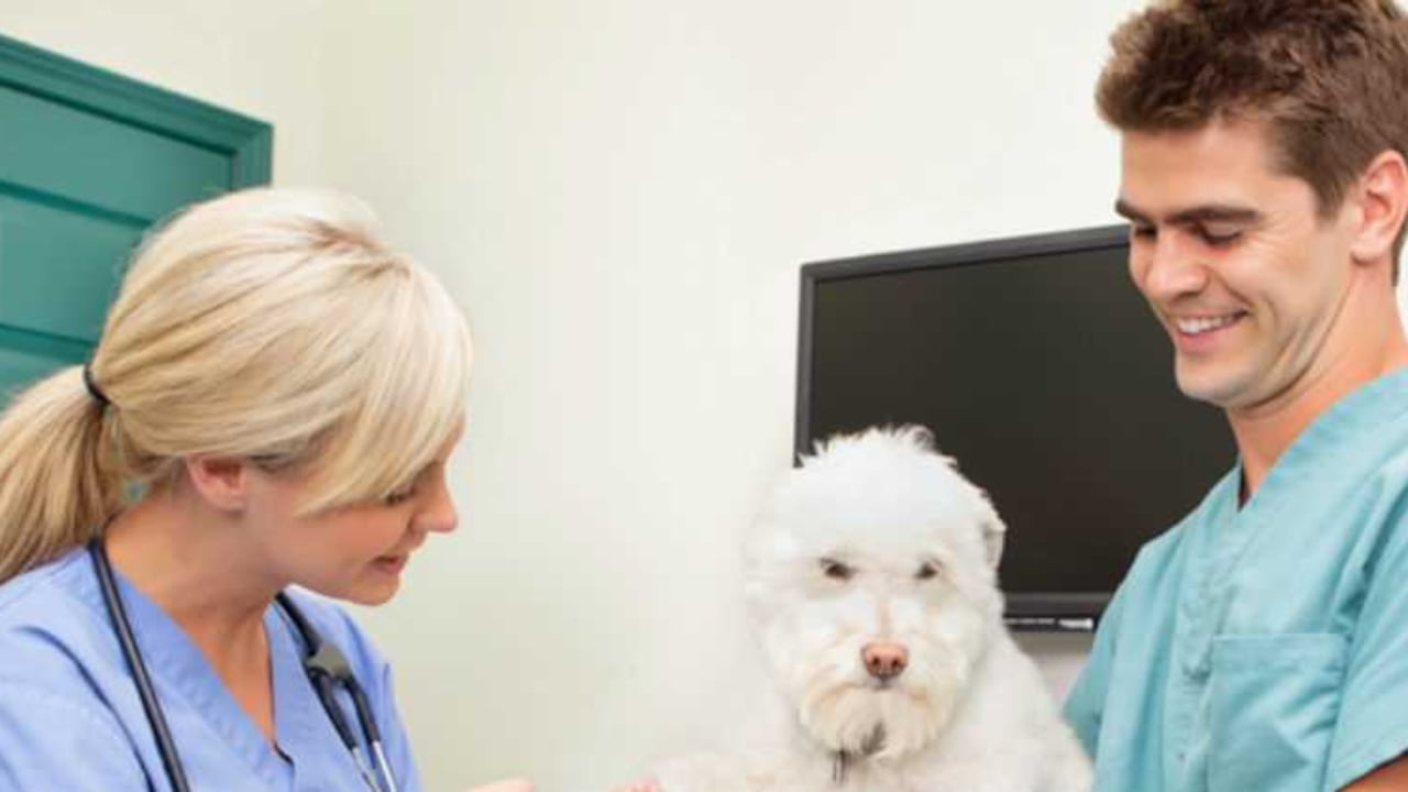 Cada mes hay jornadas de esterilización gratis en algunos sectores de Bogotá.