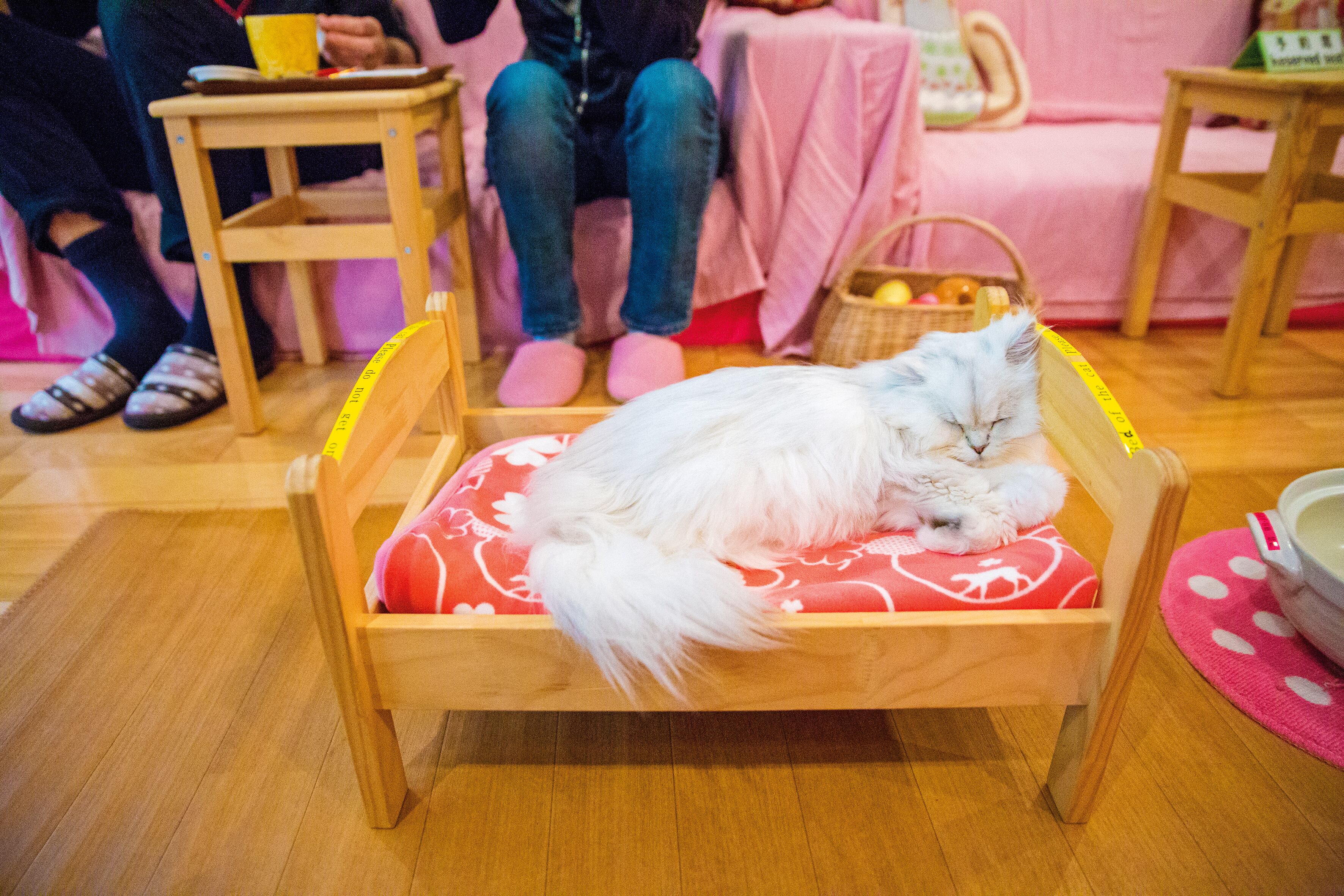 Lejos de ser excepcionales para los japoneses, las cafeterías con gatos son espacios naturales de interacción. Las hay especializadas en razas o en colores y se paga por el tiempo
de estadía.
