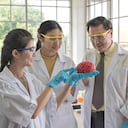 Una estructura ubicada en el cráneo podría tener un papel clave en la defensa del cerebro.
