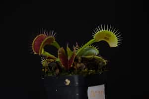 El dispositivo de comunicación está conectado a la superficie de una planta Venus atrapamoscas.