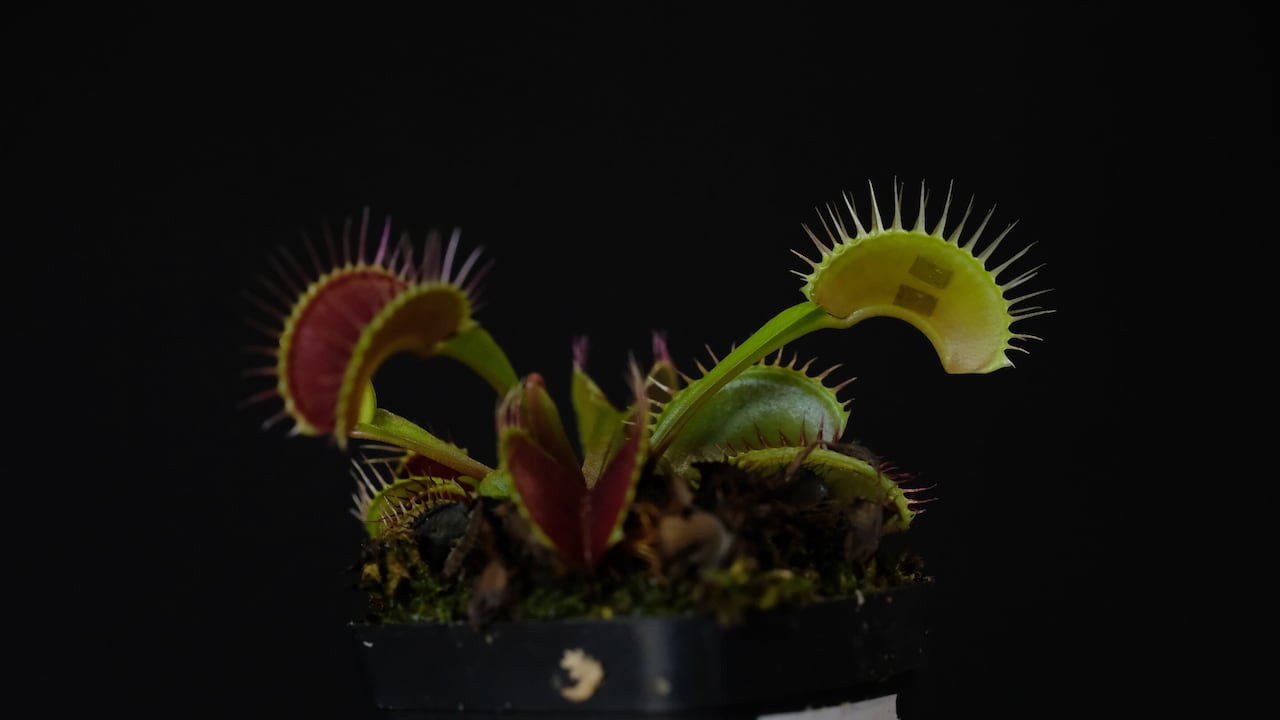 El dispositivo de comunicación está conectado a la superficie de una planta Venus atrapamoscas