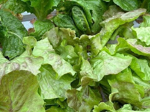 Los vegetales mal lavados pueden provocar varias enfermedades.