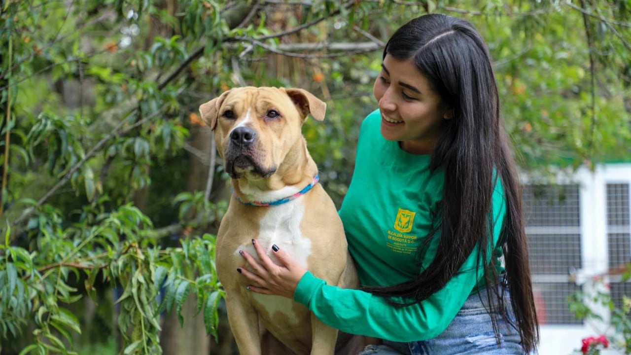 Este fin de semana habrá jornada de adopción de perros y gatos en Bogotá.
