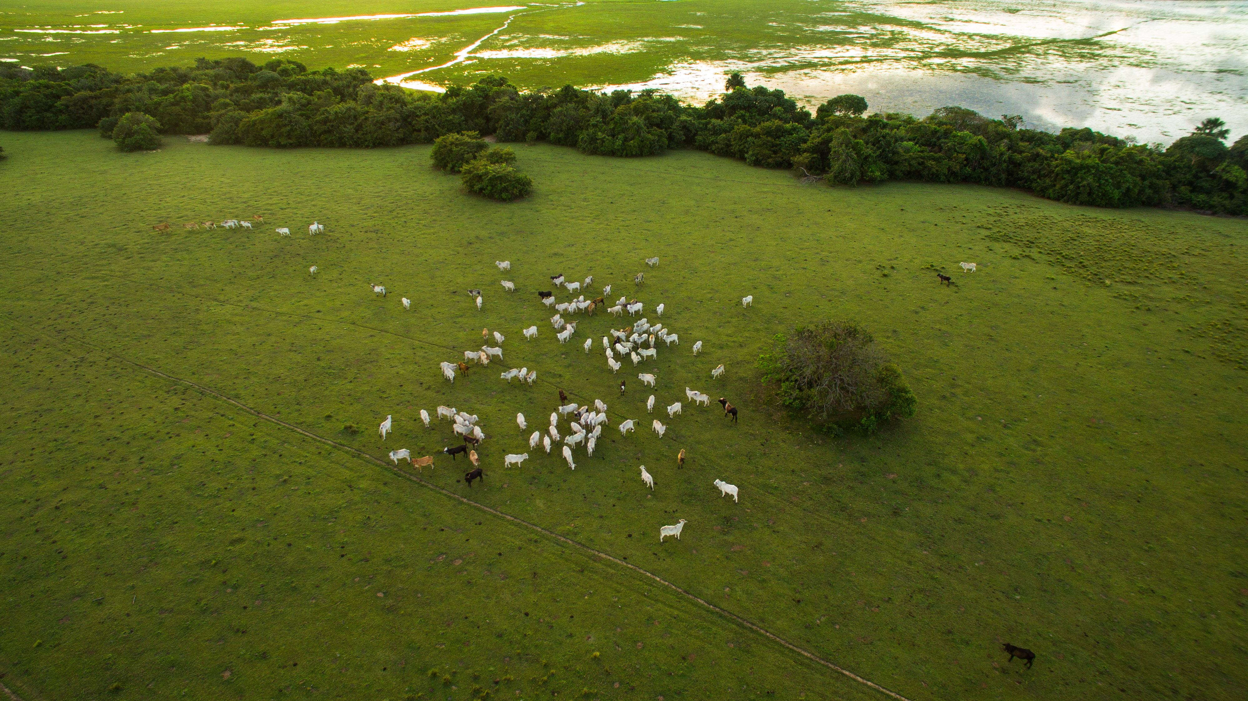 El proyecto Corozo busca conservar más de 100.000 hectáreas en varios departamentos del Caribe.