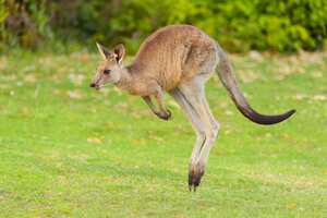 Grey Kangaroo, Macropus giganteus, Jumping, Murramarang National Park, New South Wales, Australia