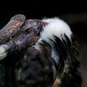 Cóndor andino / cóndor chileno (Vultur gryphus), buitre del Nuevo Mundo nativo de los Andes, América del Sur.