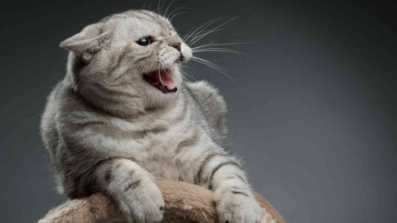 Introducir bruscamente a un gato en un ambiente desconocido, puede causarle un cuadro de agresividad.