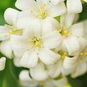 En el reino floral, el jazmín emerge como una maravilla que va más allá de su atractiva apariencia.