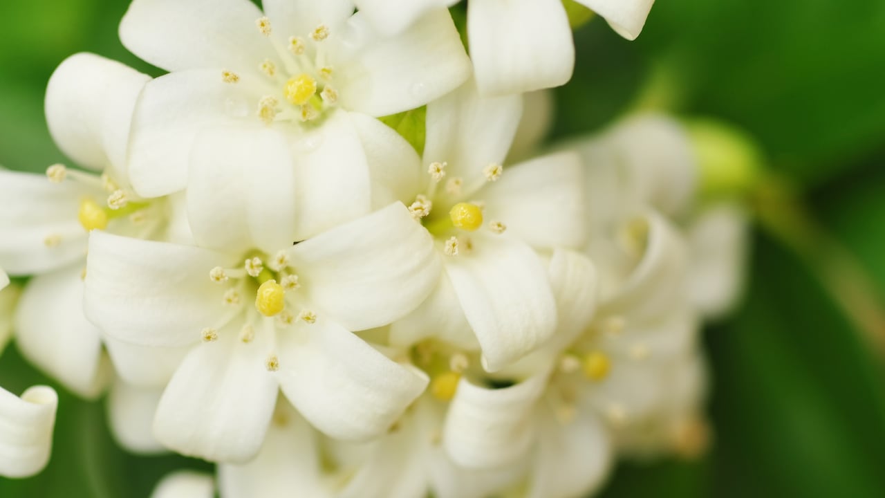 En el reino floral, el jazmín emerge como una maravilla que va más allá de su atractiva apariencia.