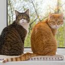 Observar una cola baja y relajada en un gato indica tranquilidad y calma. Respeta su espacio y evita interrumpirlo en estos momentos de relajación.