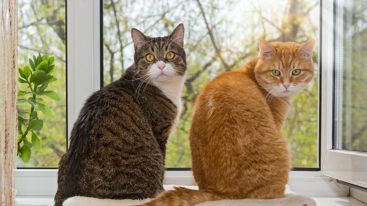 Observar una cola baja y relajada en un gato indica tranquilidad y calma. Respeta su espacio y evita interrumpirlo en estos momentos de relajación.