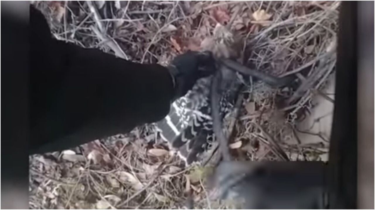 Cuando el policía llegó a lugar de los hechos y se acercó a mirar lo que sucedía con el ave, se percata de que tiene algo enredado en su cuerpo, al revisar con detenimiento identifica a una serpiente que se encuentra atacando al halcón.