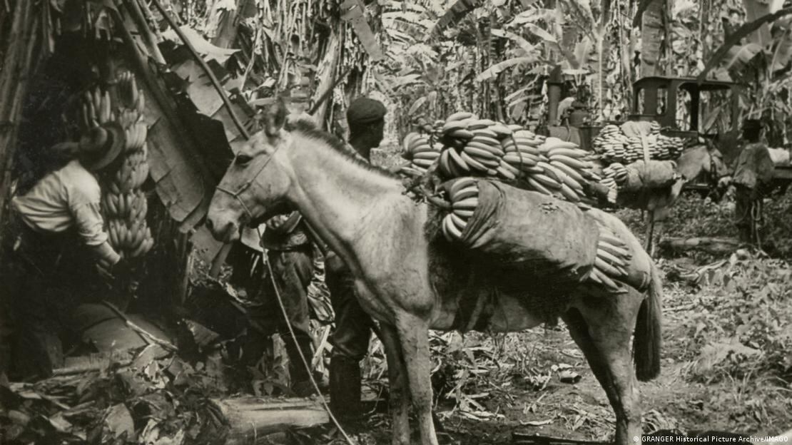 Cosecha de plátanos en Costa Rica (1951).. FOTO: GRANGER Historical Picture Archive/IMAGO