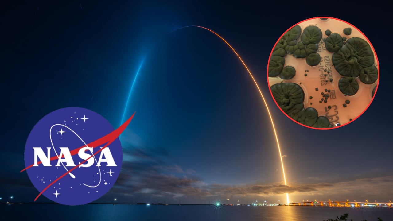 Investigadores estudian cómo este hongo actúa como un escudo natural en el espacio.